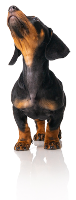 404 not found dog image
